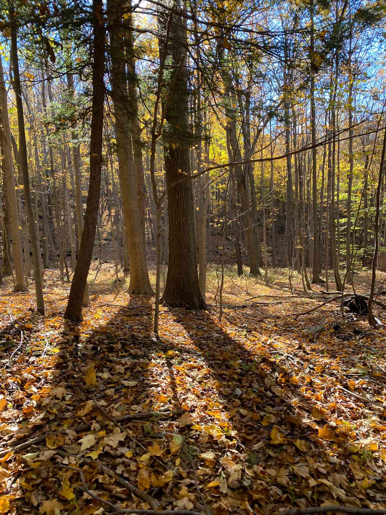 Hardscrabble Nature Preserve