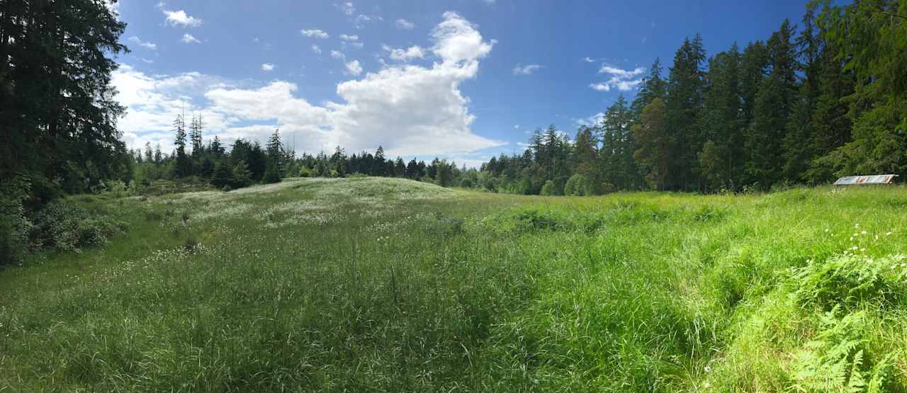 Madrona Meadow