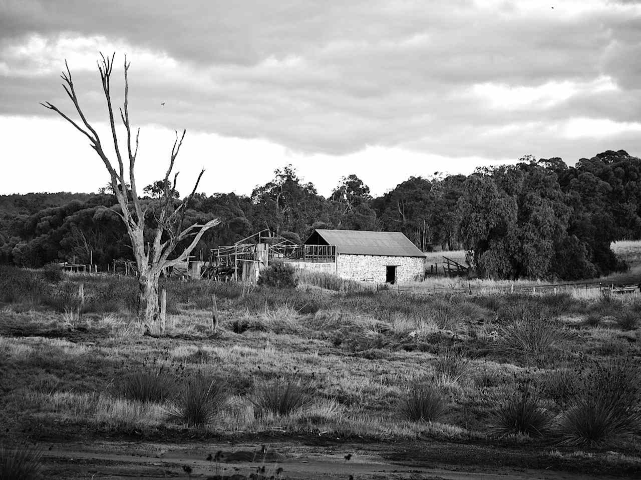 View along creekline at the bottom of the camp.