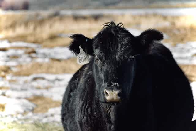 Chokecherry Cattle Company