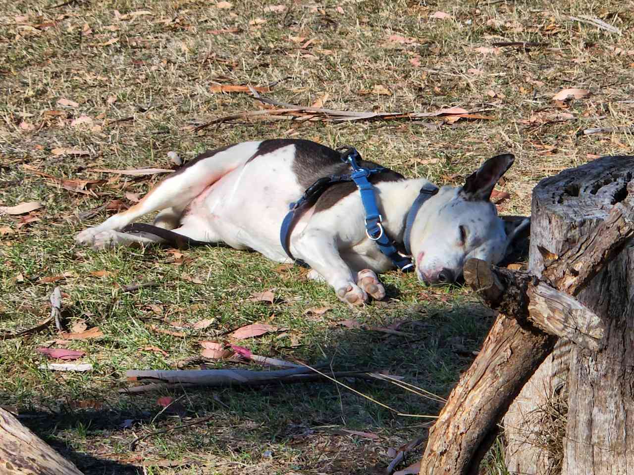 Afternoon naps a must!