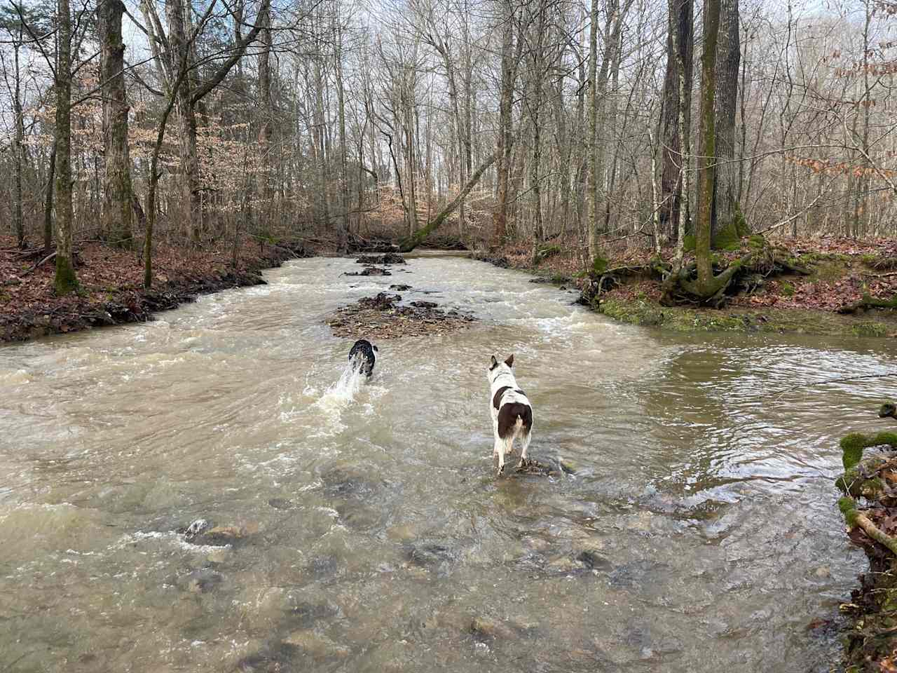 Wilson Creek after a rain