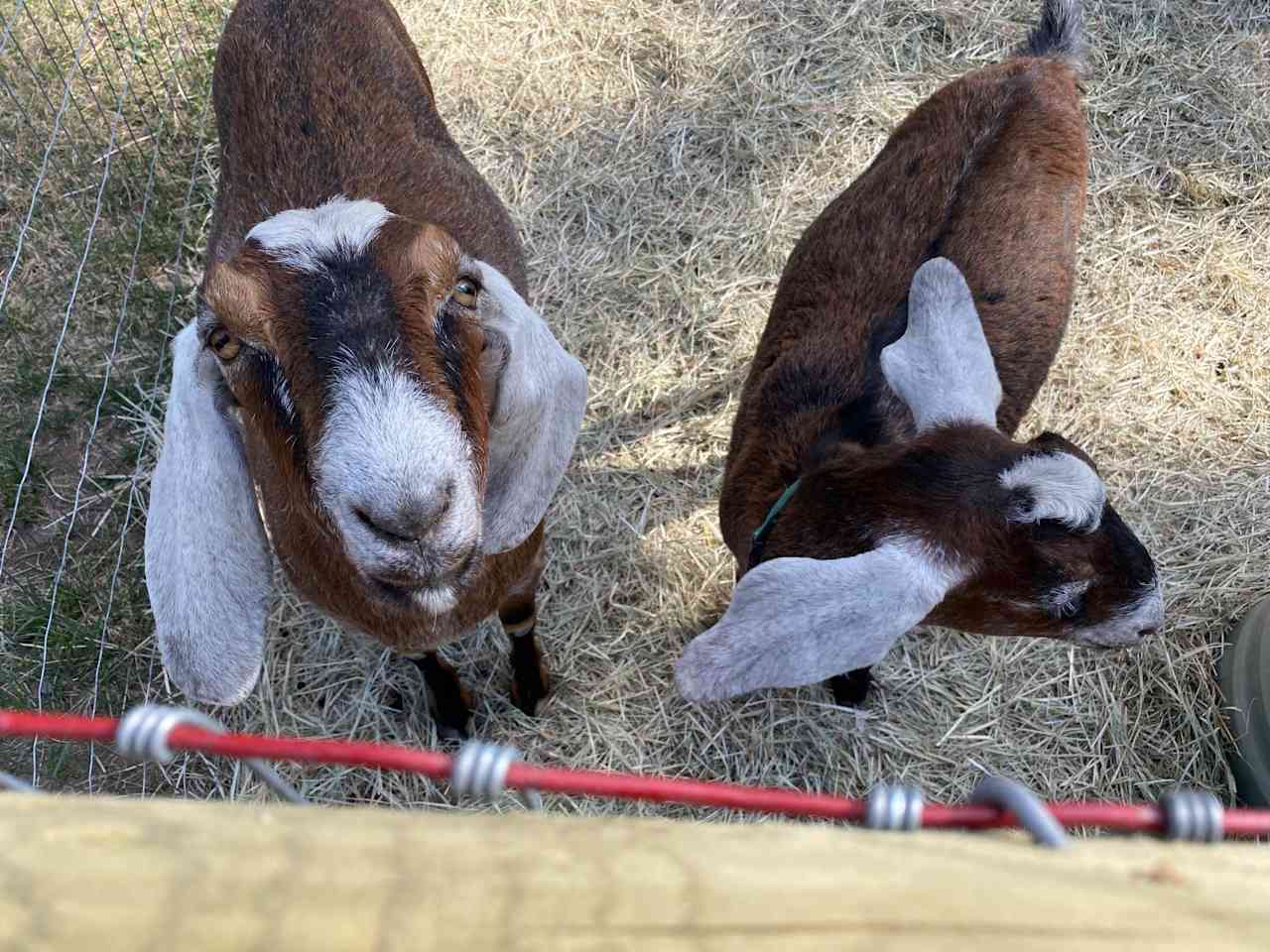 We have fun goats!