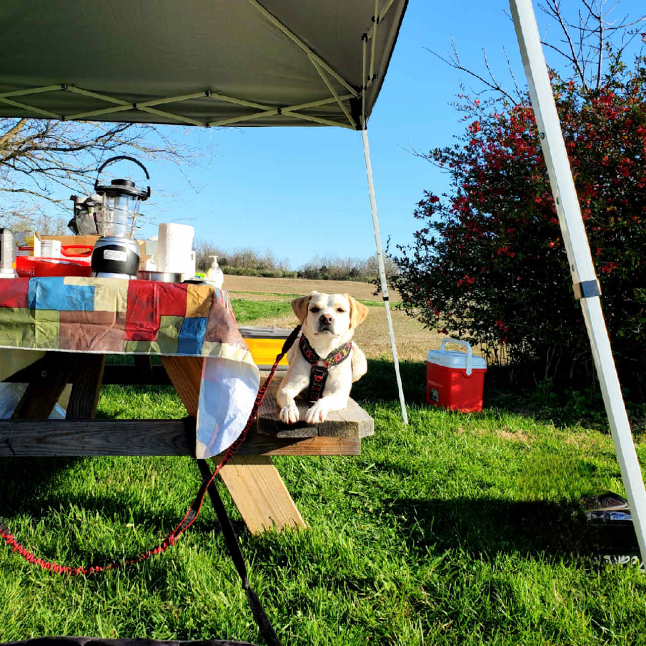 Andy, relaxing on picnic table