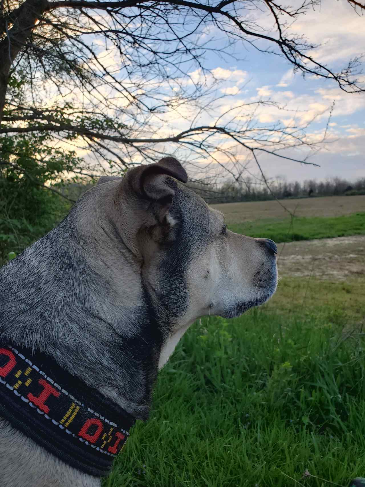 Miah, looking out at field next to site