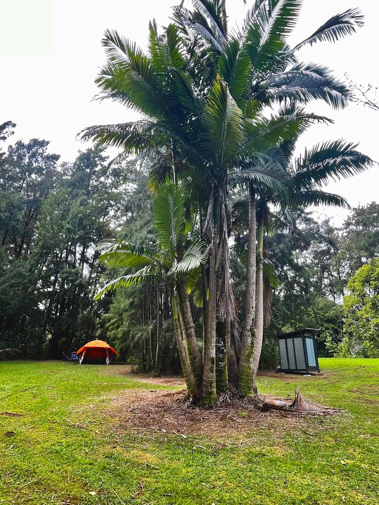 Hakalau Springs Campground