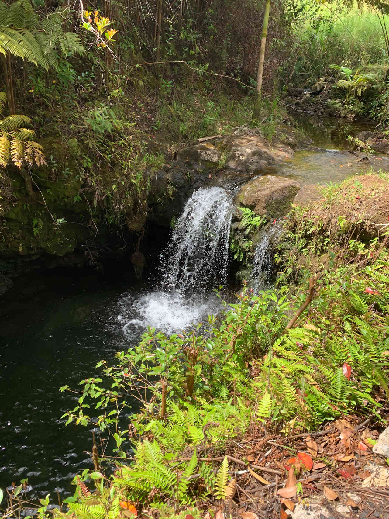 Hakalau Springs Campground