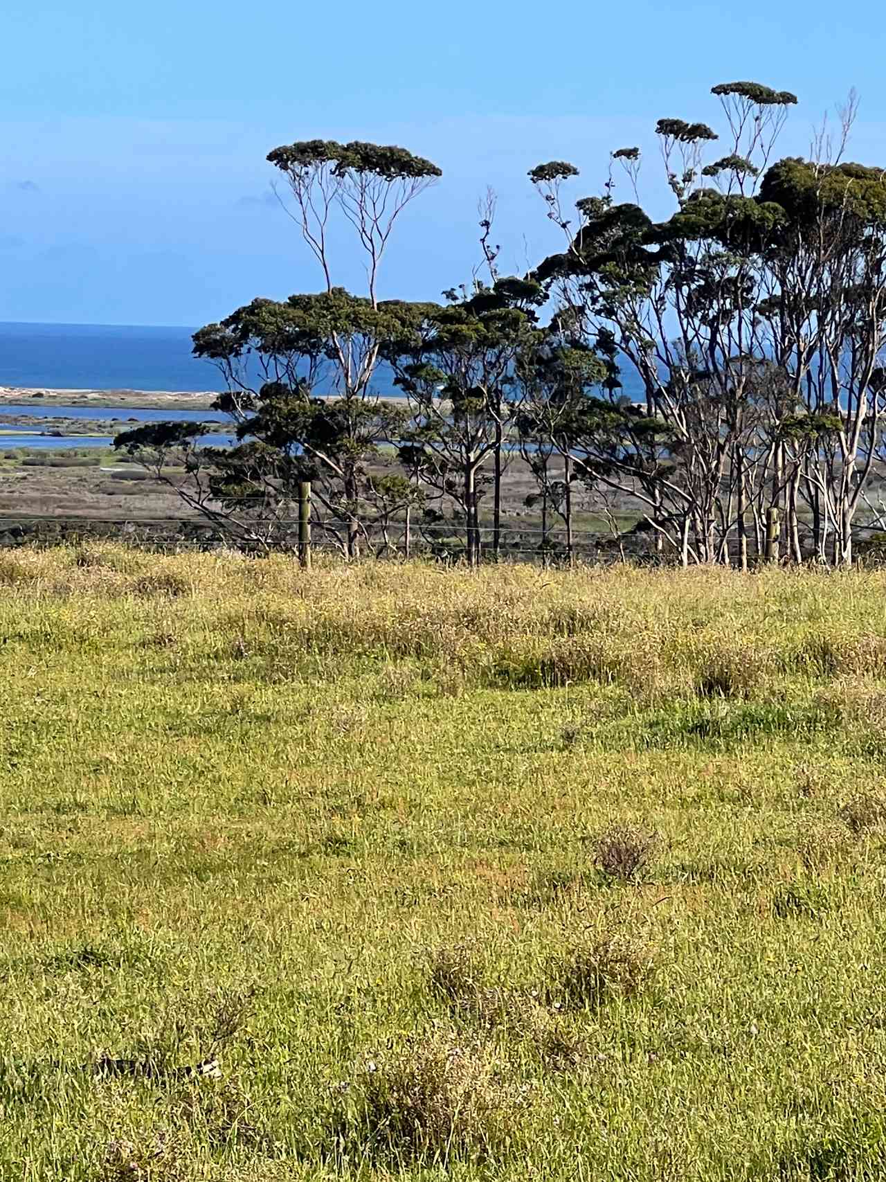 The view from the Pohutukawa Cabin.