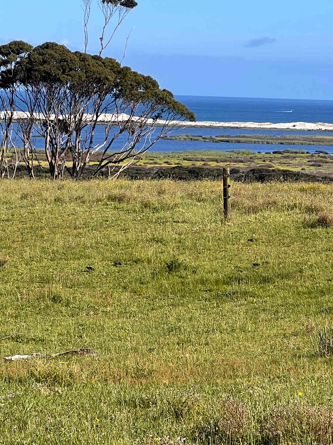 The view form the Pohutukawa Cabin.