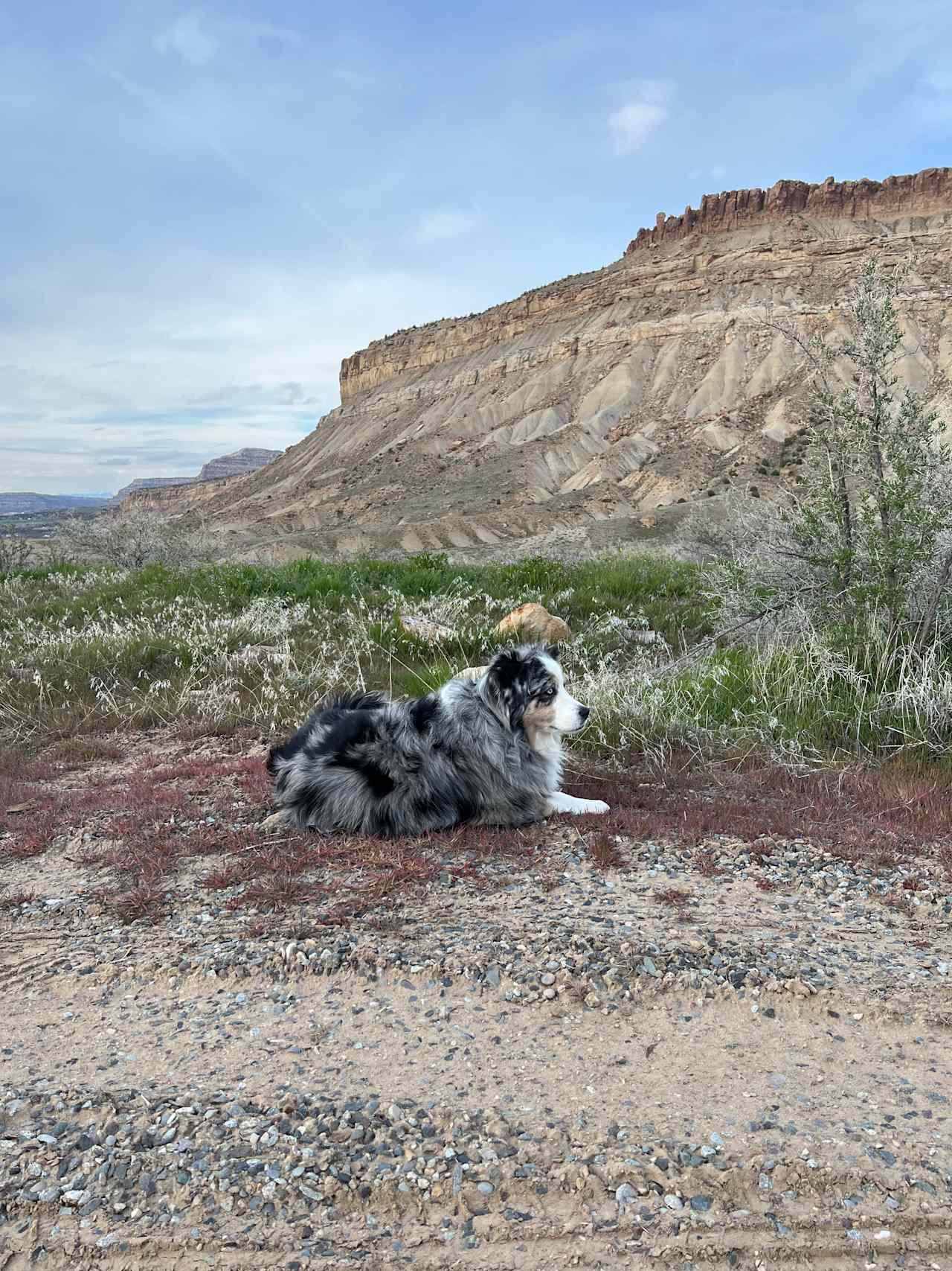 Palisade Vista