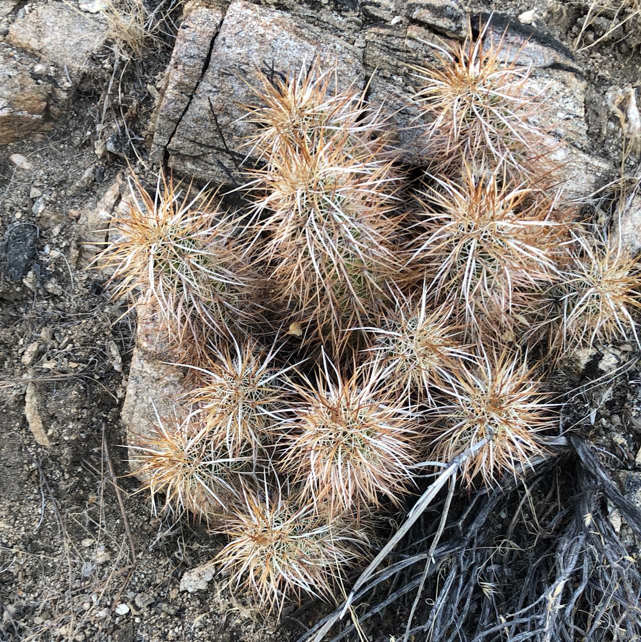 Tipi Canyon, Joshua Tree Nat’l Park