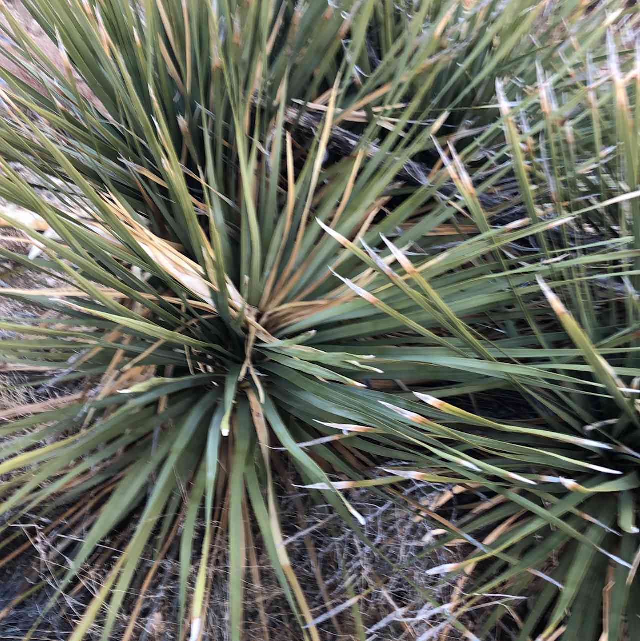 Tipi Canyon, Joshua Tree Nat’l Park