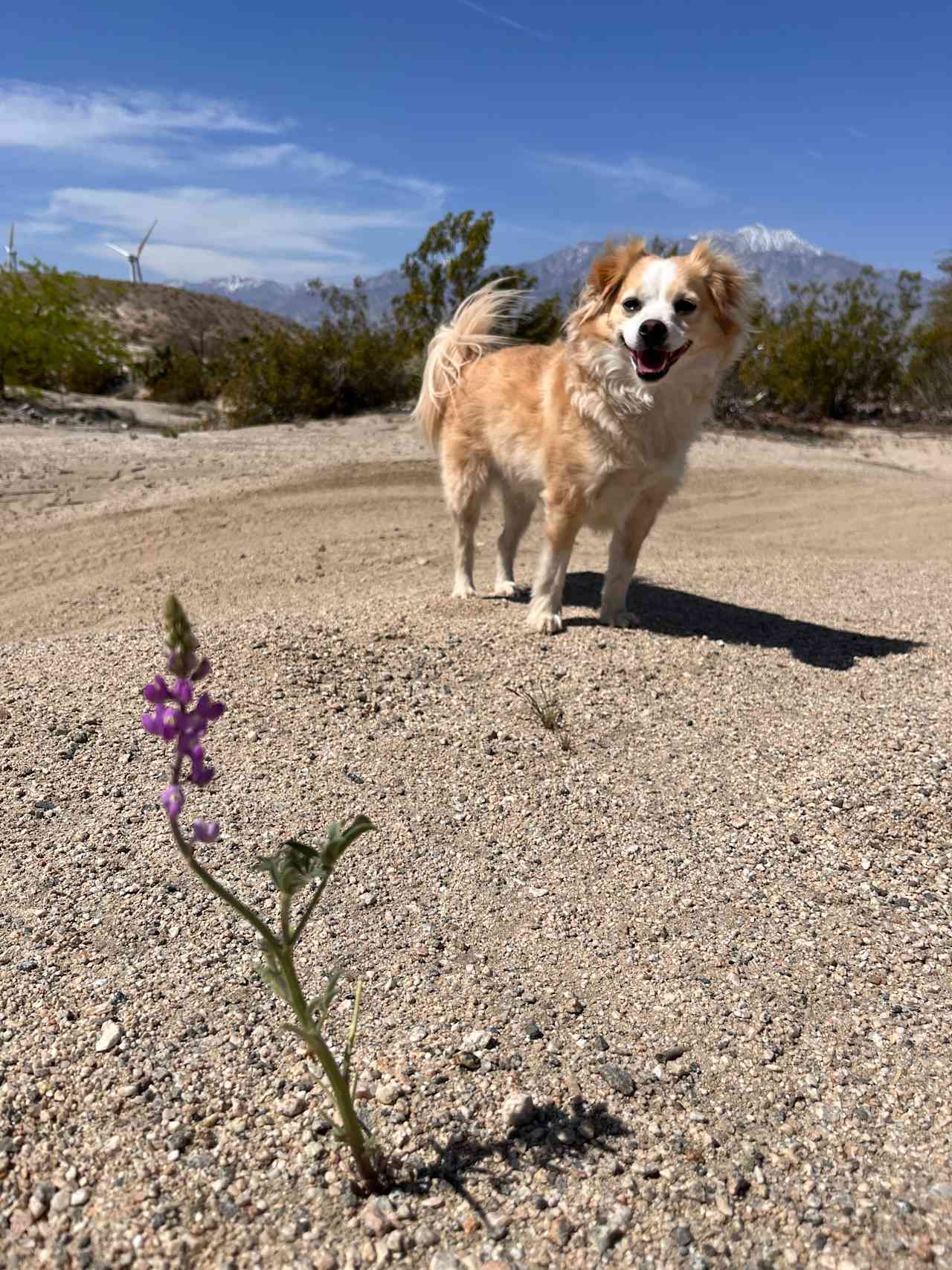 DragonflyHill Desert Farm