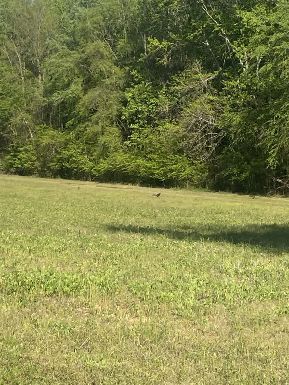 Footprints Livestock