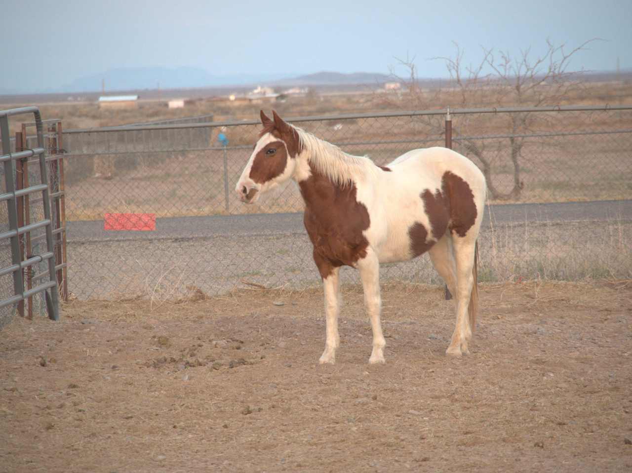 SaddleHawk Ranch