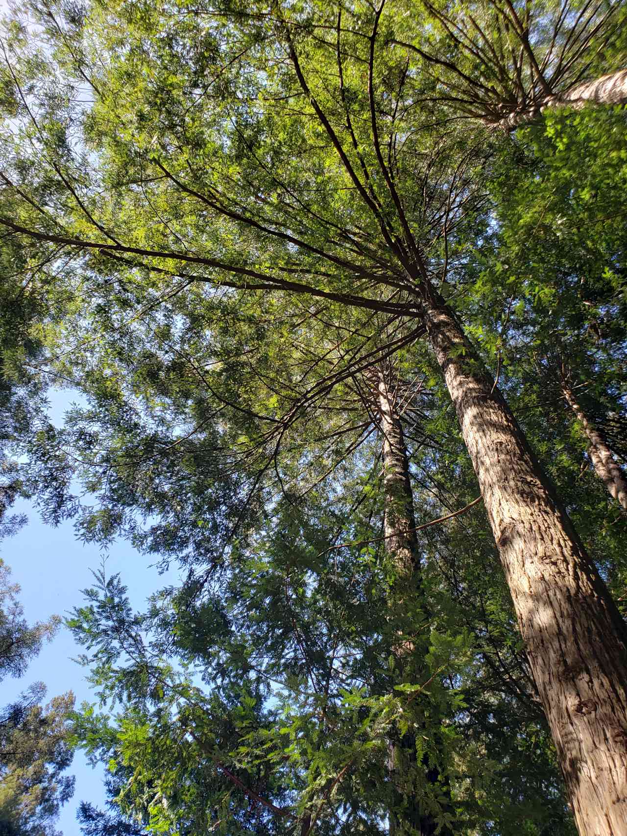 Creek View Tree House