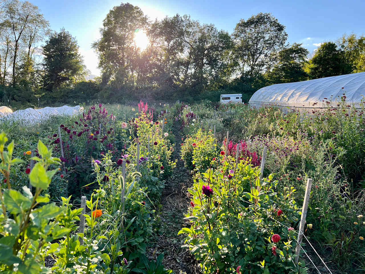 Vole Patrol Farm