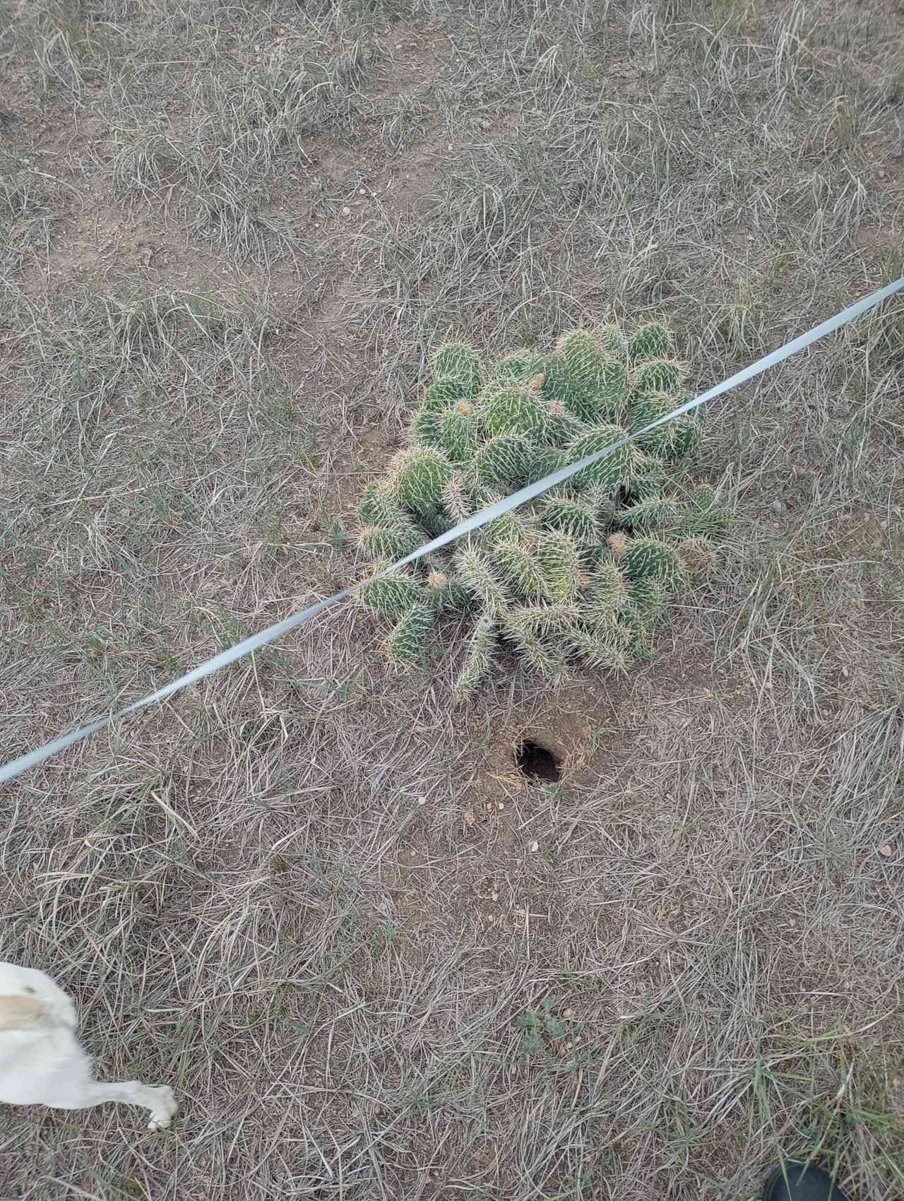 Cacti