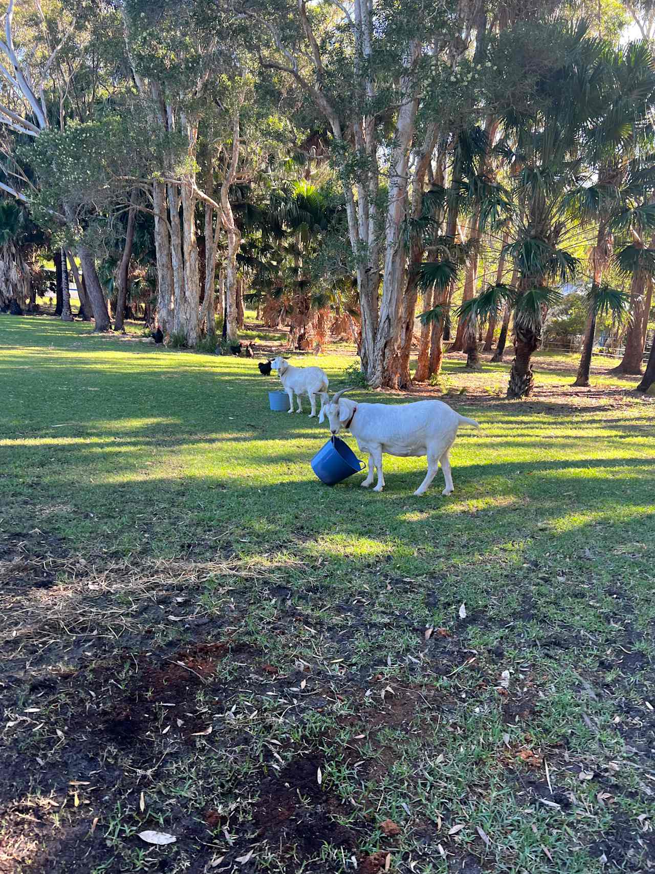 Blueys Beach Farmstayz