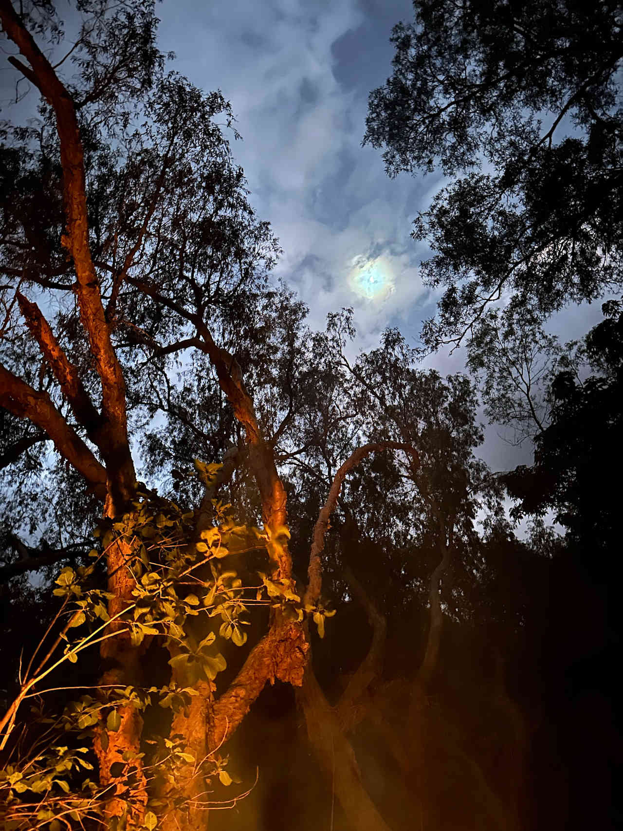 Chills For Chillagoe