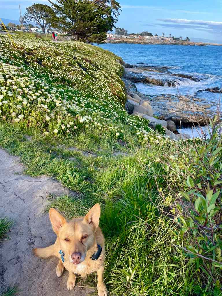 Mitchell Cove Beach, Santa Cruz (dogs off-leash before 10a, after 4p)