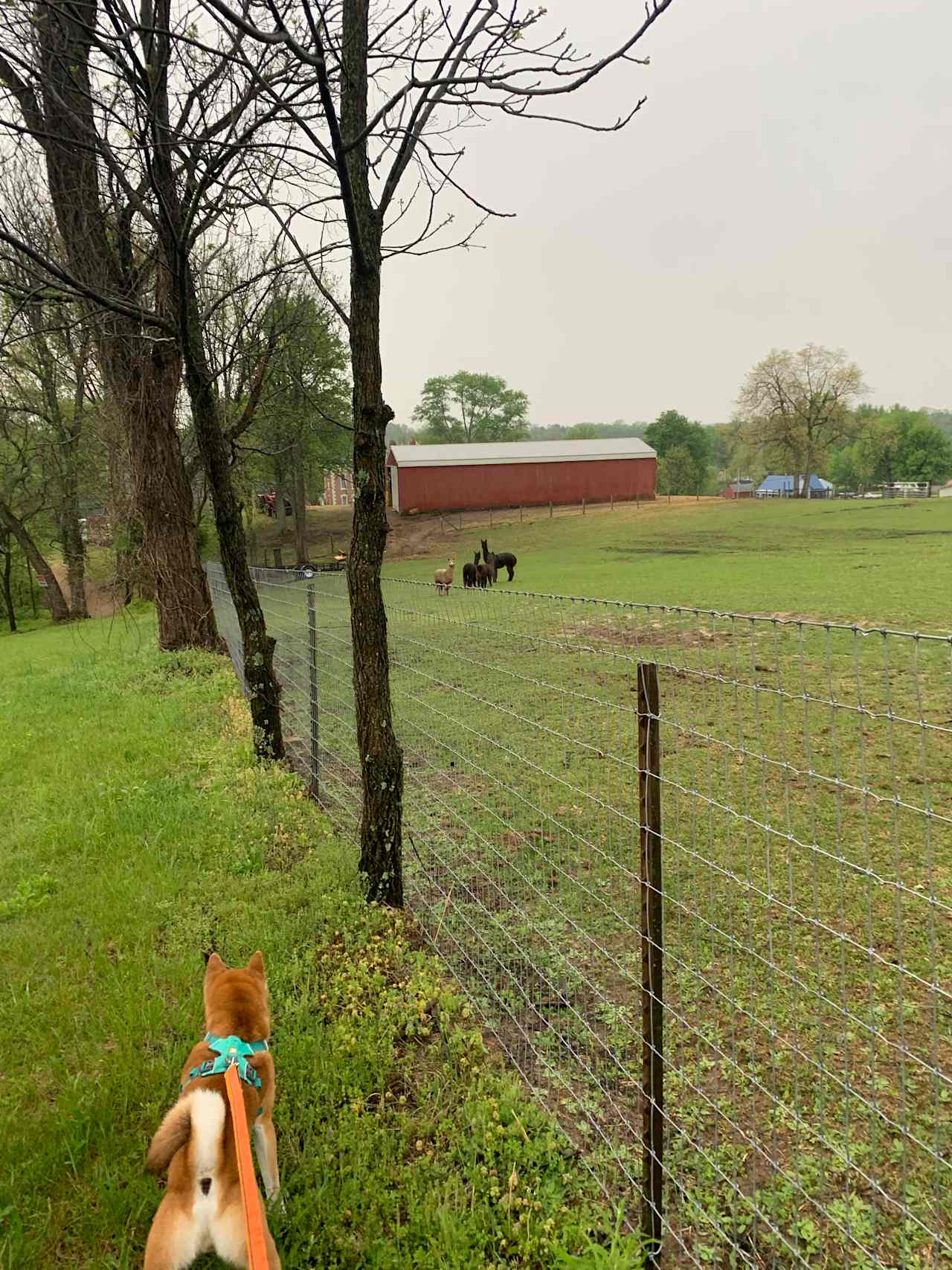 Our pup loved the animals! 🦙🐴🐕