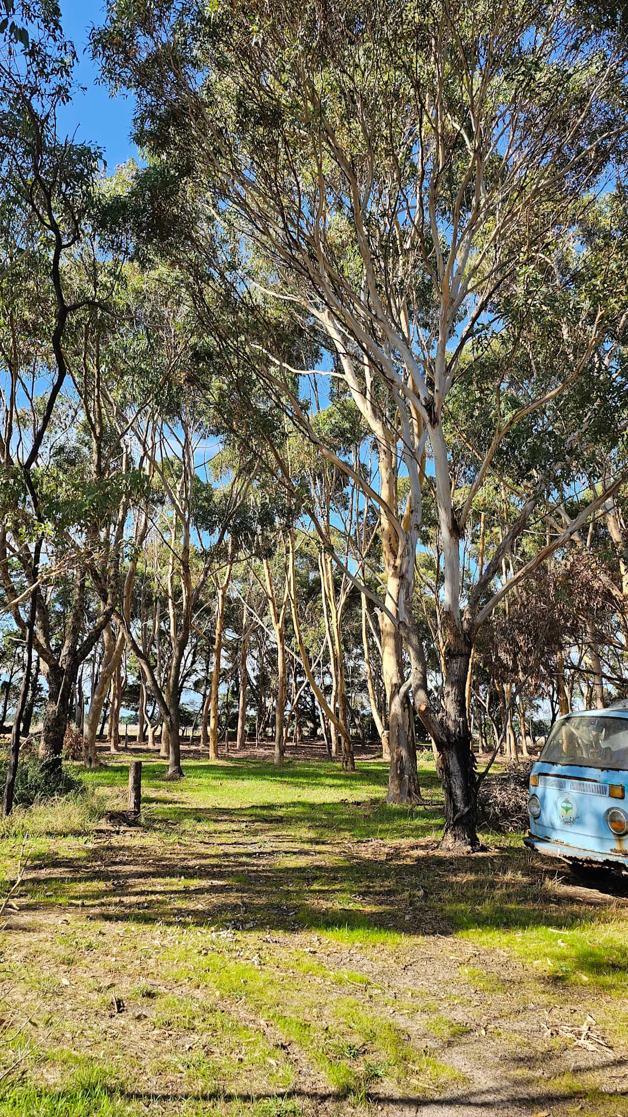 lovely drive through site amongst the gum trees overlooking vw's.