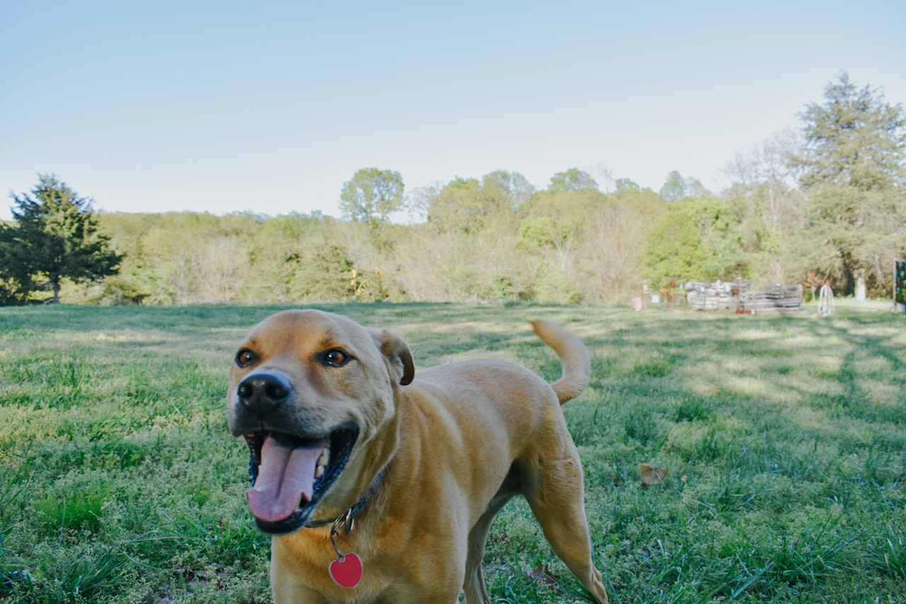 Ollie the host dog and best greeter. 