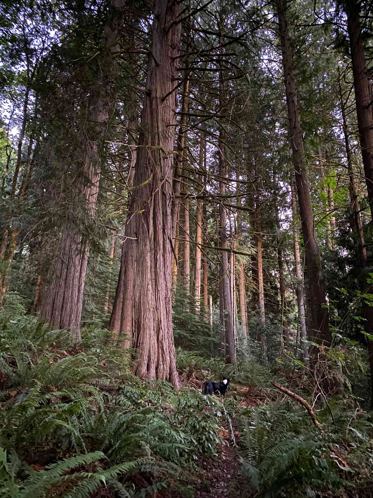 cedar trail