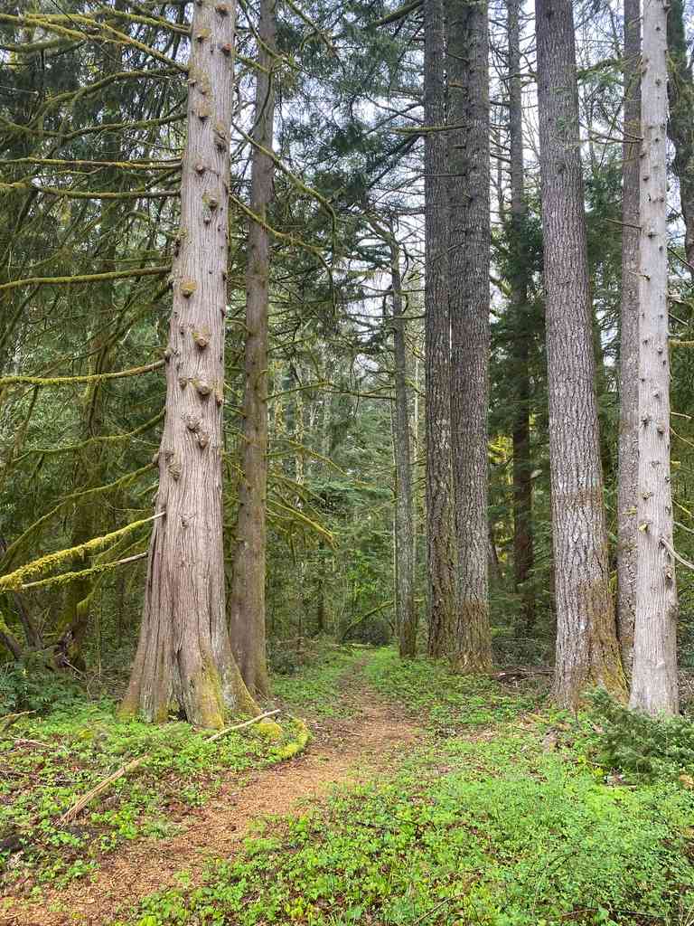 Marmot House Old Growth Forest