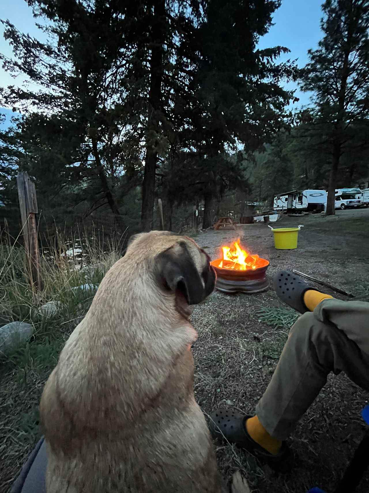 Pineview camping