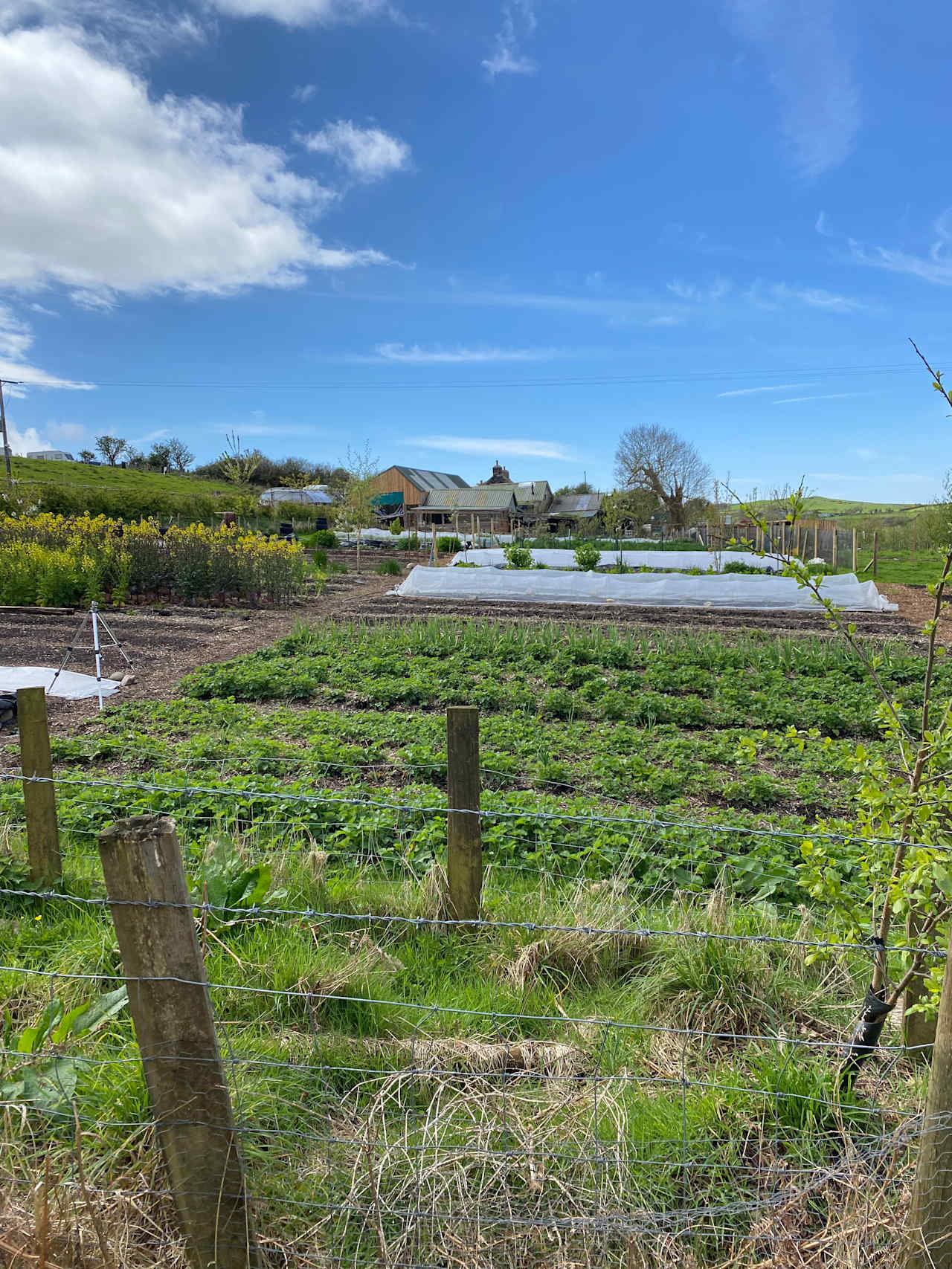 Vegetable garden during May