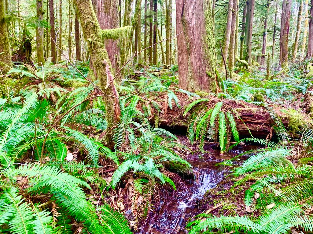 Camp in the sol duc rainforest. One mile from the hotsprings park entrance and lake crescent. Enjoy covered outdoor kitchens an hot showers.  Located on the Olympic discovery trail at mile 35.5.  Two tent decks provided. 10 by 10 ft.  And 10 by 14 ft.  