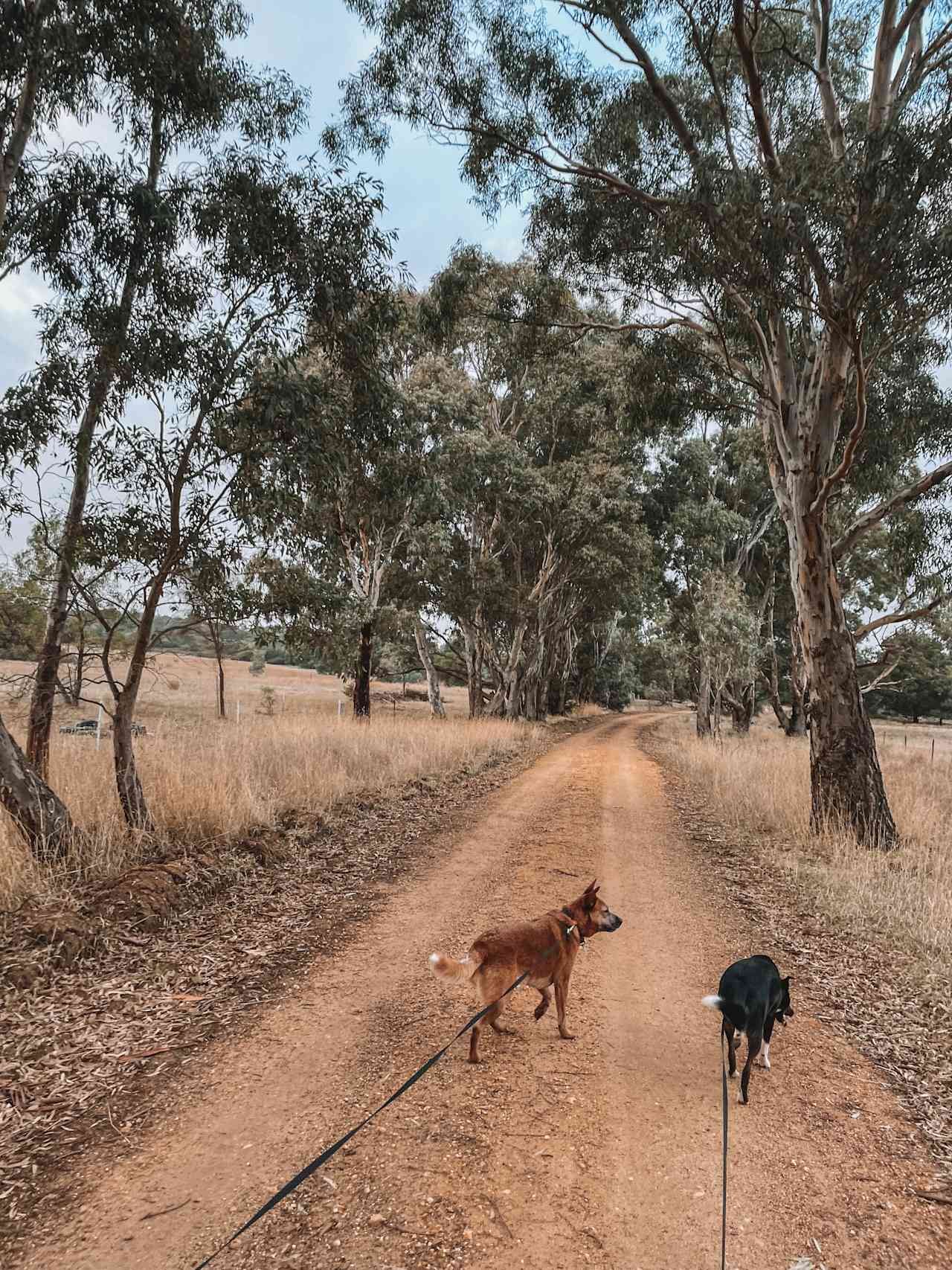 Gariwerd Farm Camp