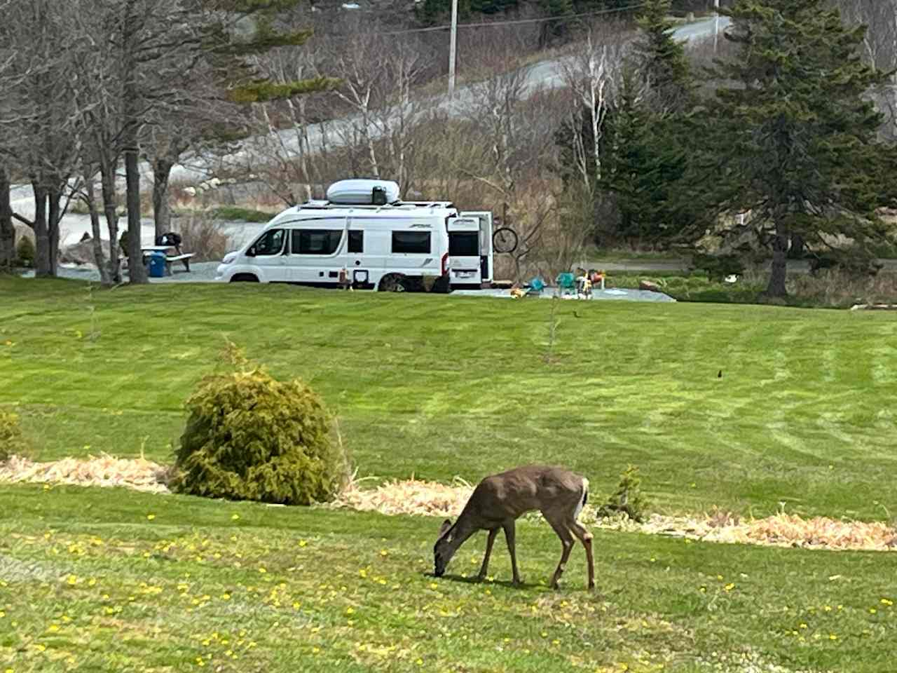 You never know who will drop in while camping. This deer was taking advantage of the dandelions May 2023