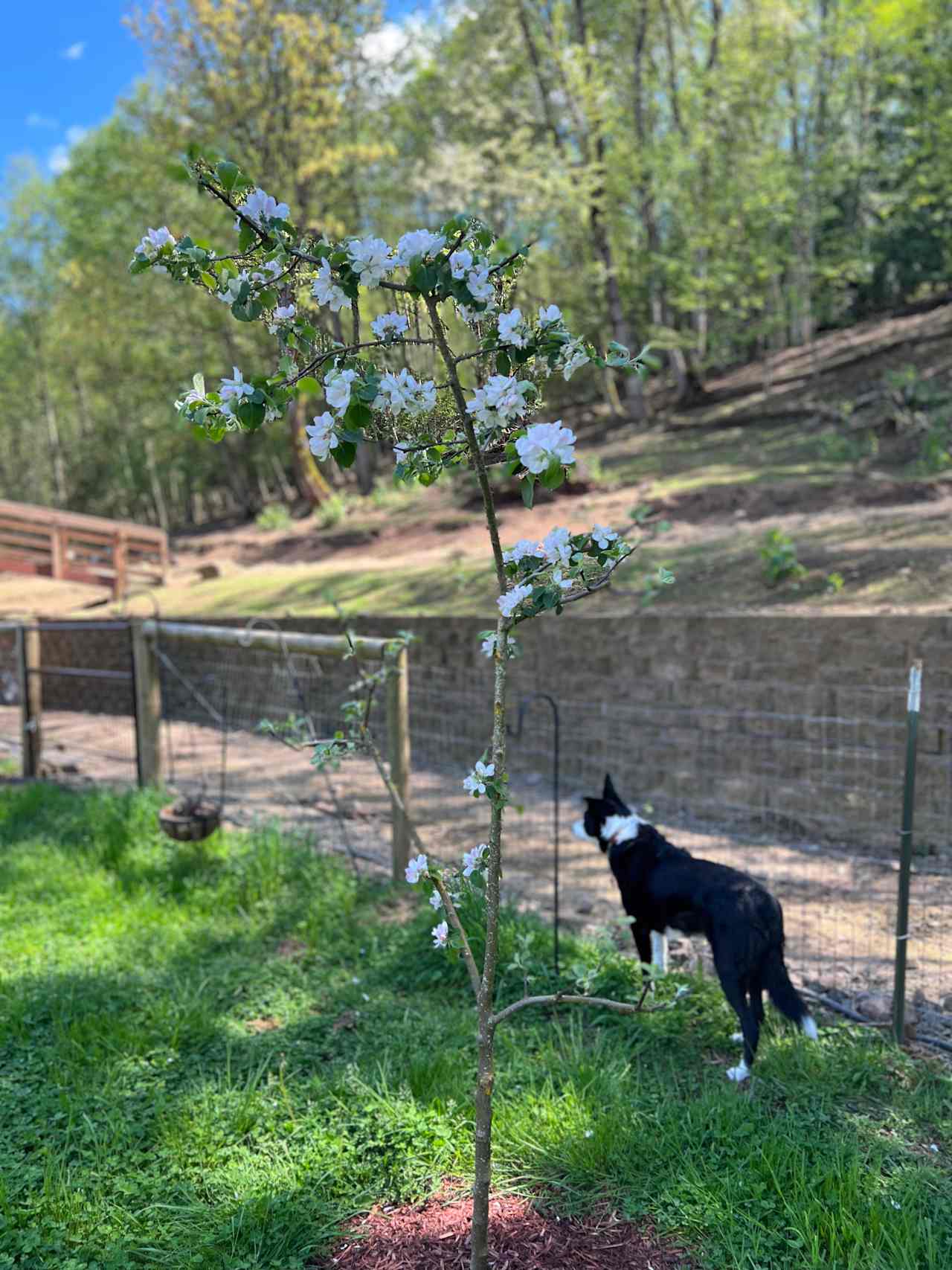 Blue Sheep Farm