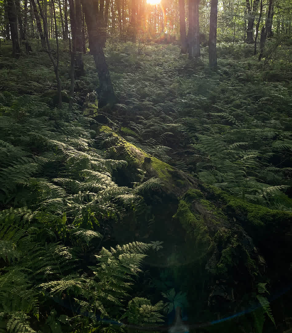 Chippewa River Forest