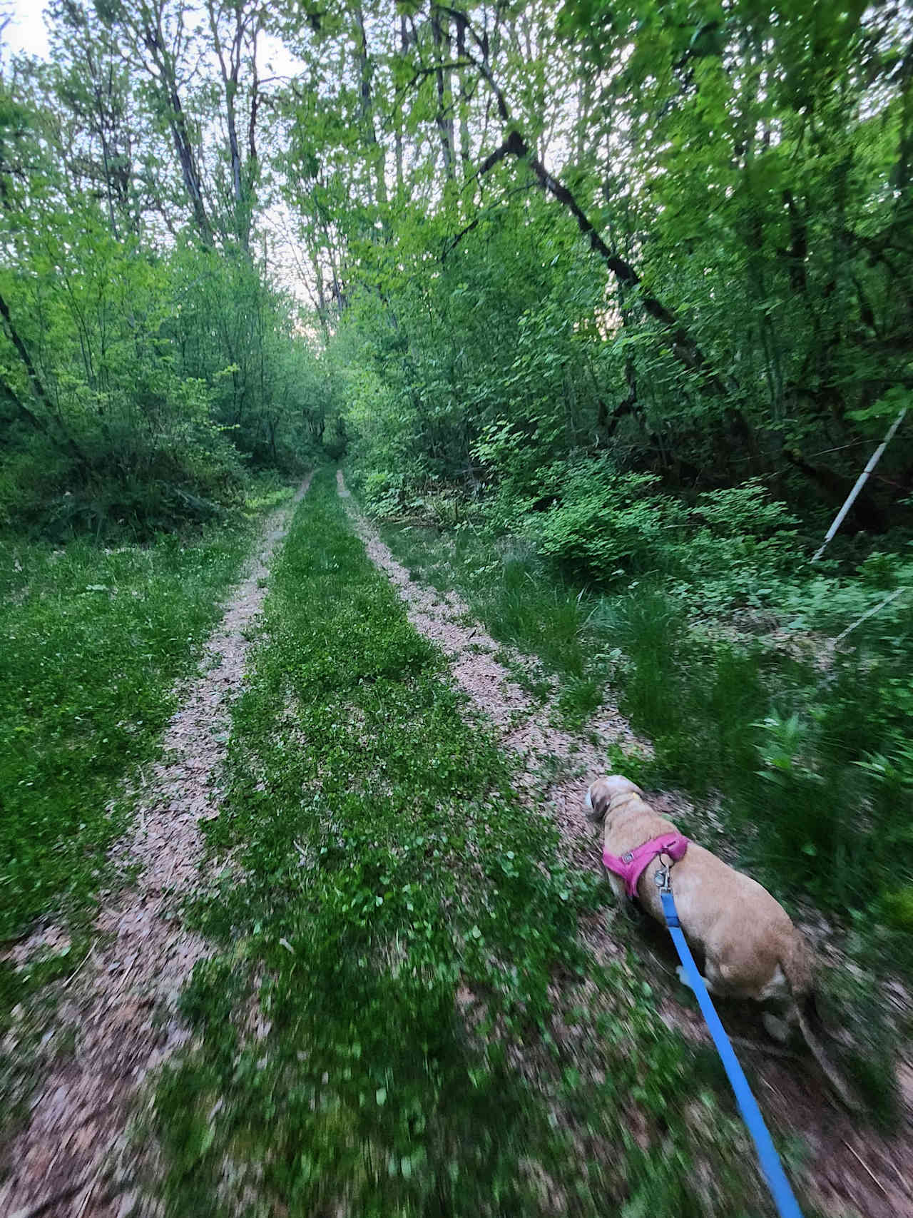 Feral Farm is very dog friendly and has a private swimming hole!