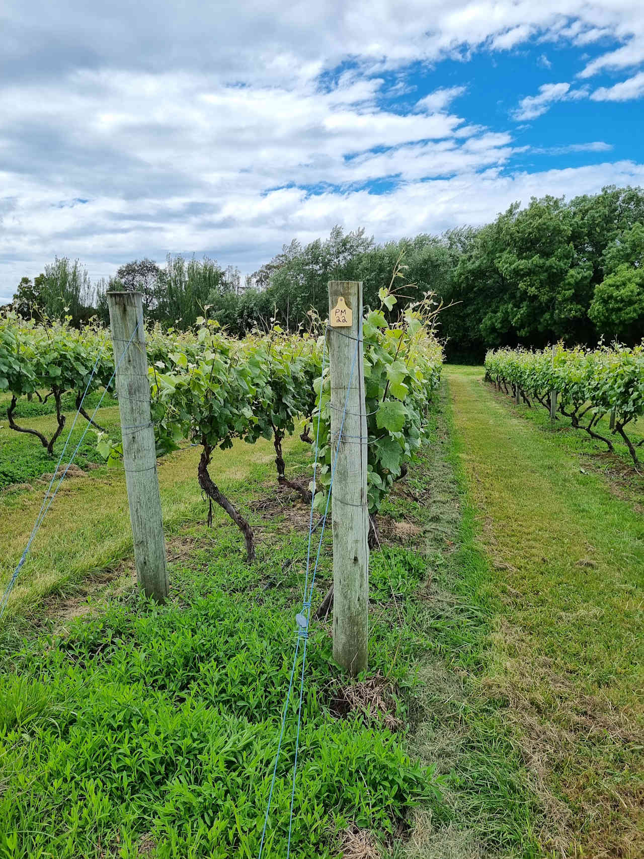 Iron Pot Bay Vineyard