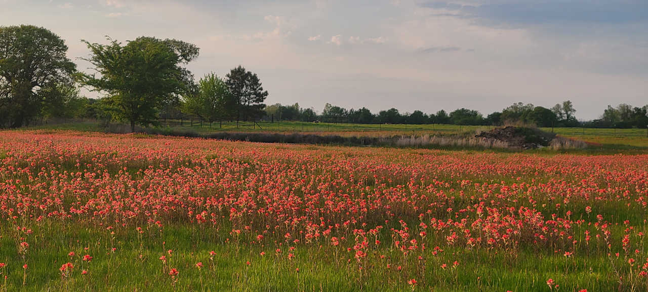 Wildflowers in the spring