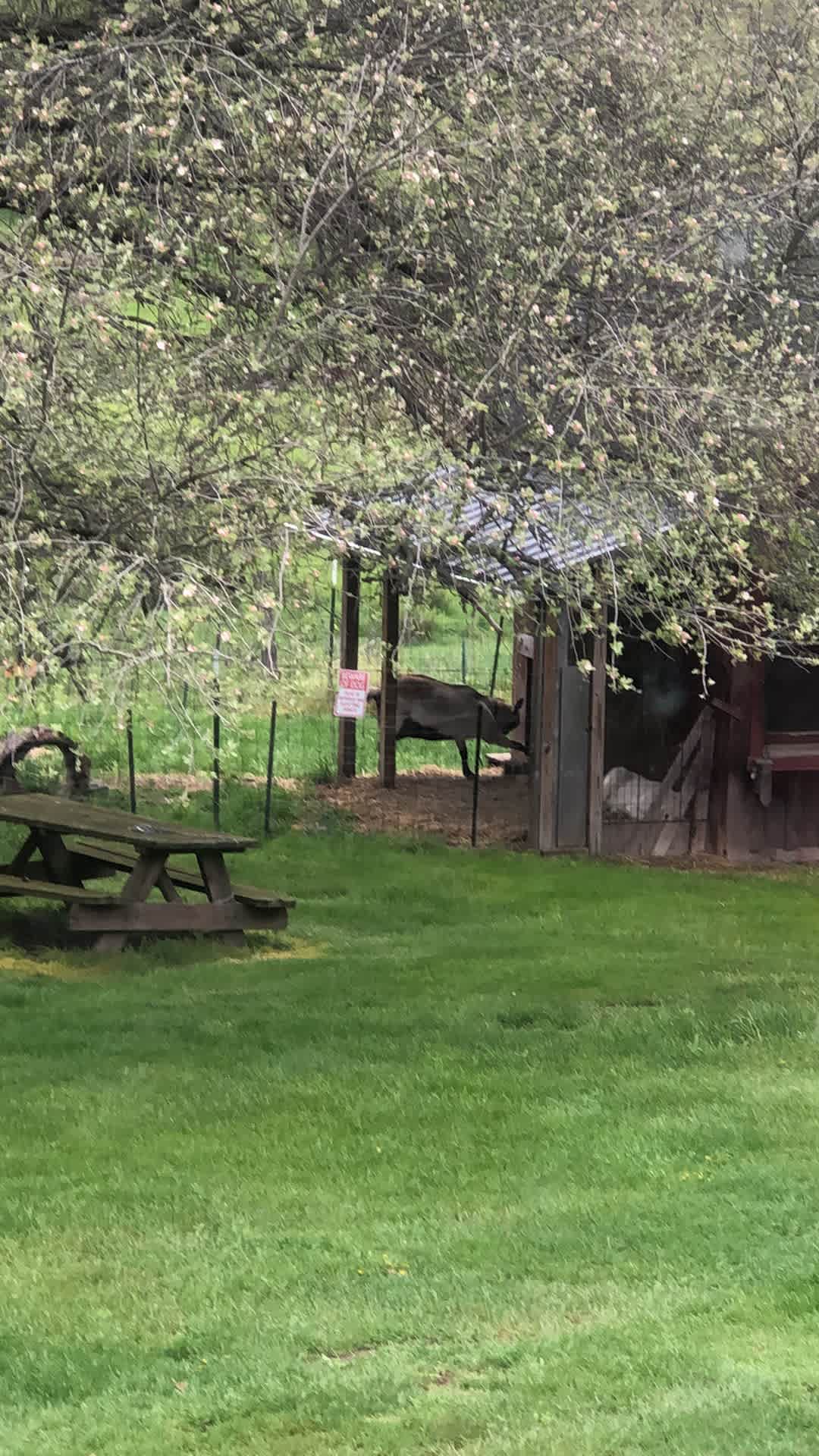 Back yard camping by the Trail