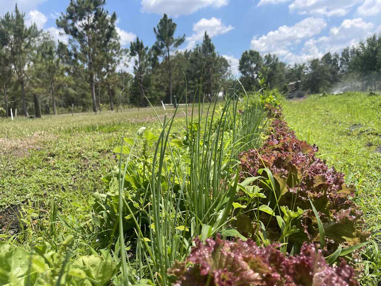 Our Organic Farm