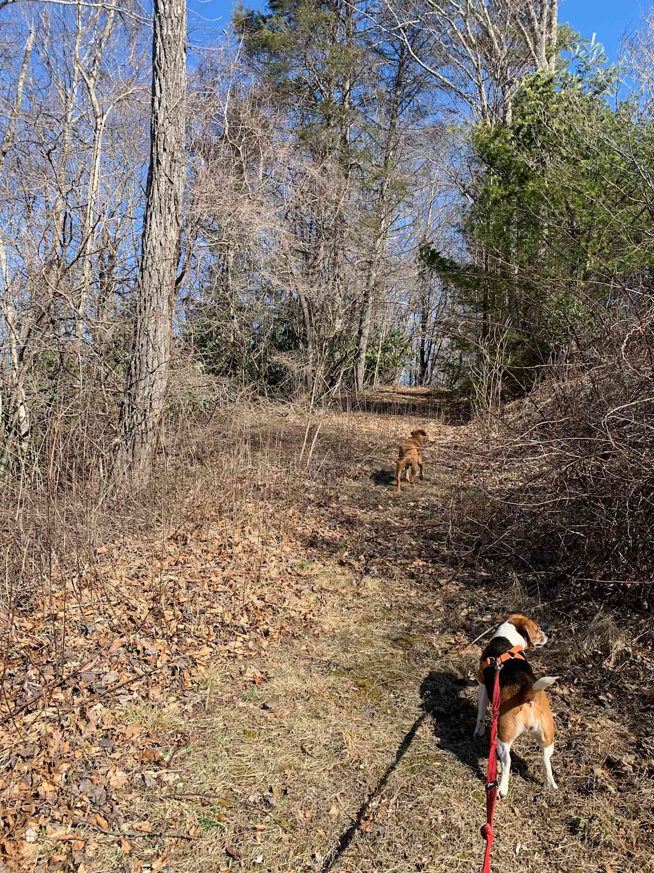 Lots of nice trails on the property 