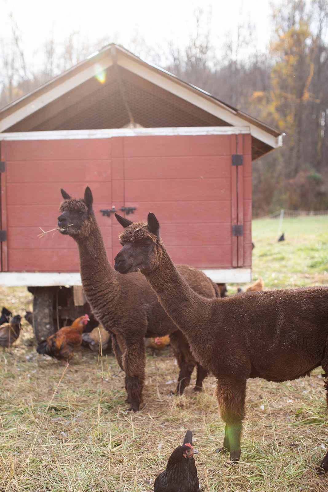 Kitchen Girl Farm