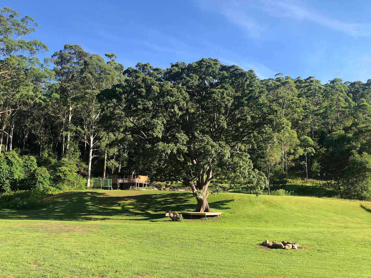 Grandfather tree, toilet block and trampoline