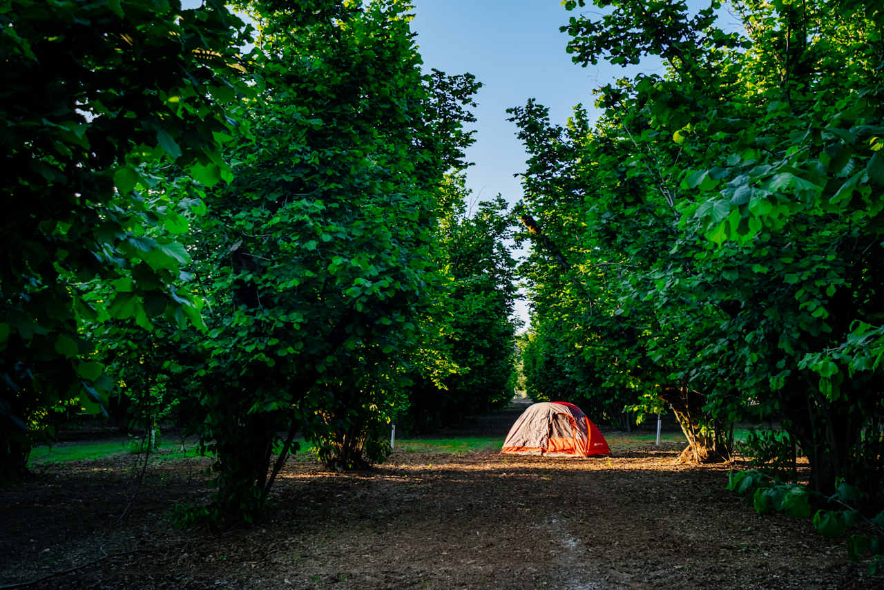 sunset in the trees