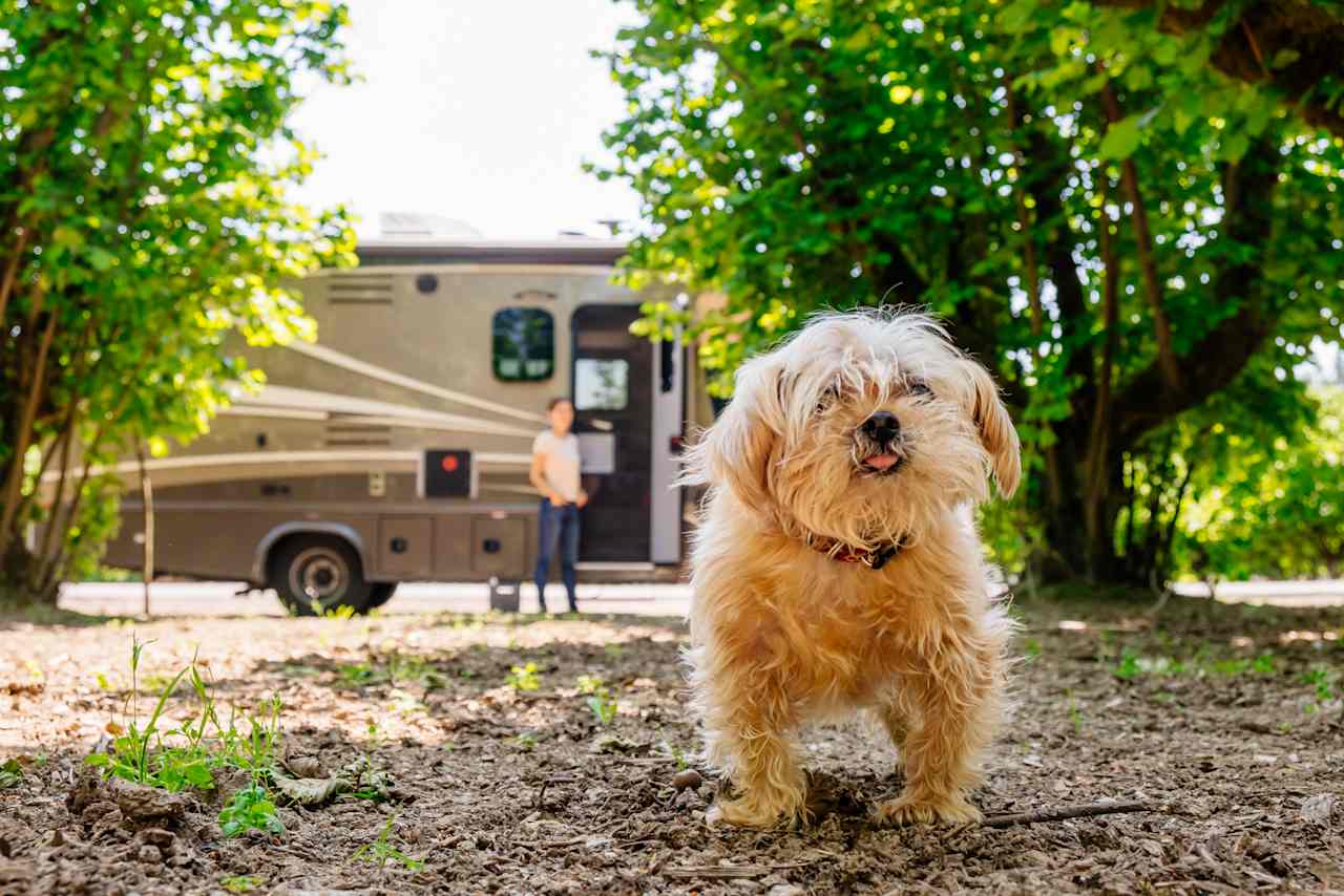 dog friendly! Even is they badly need a haircut