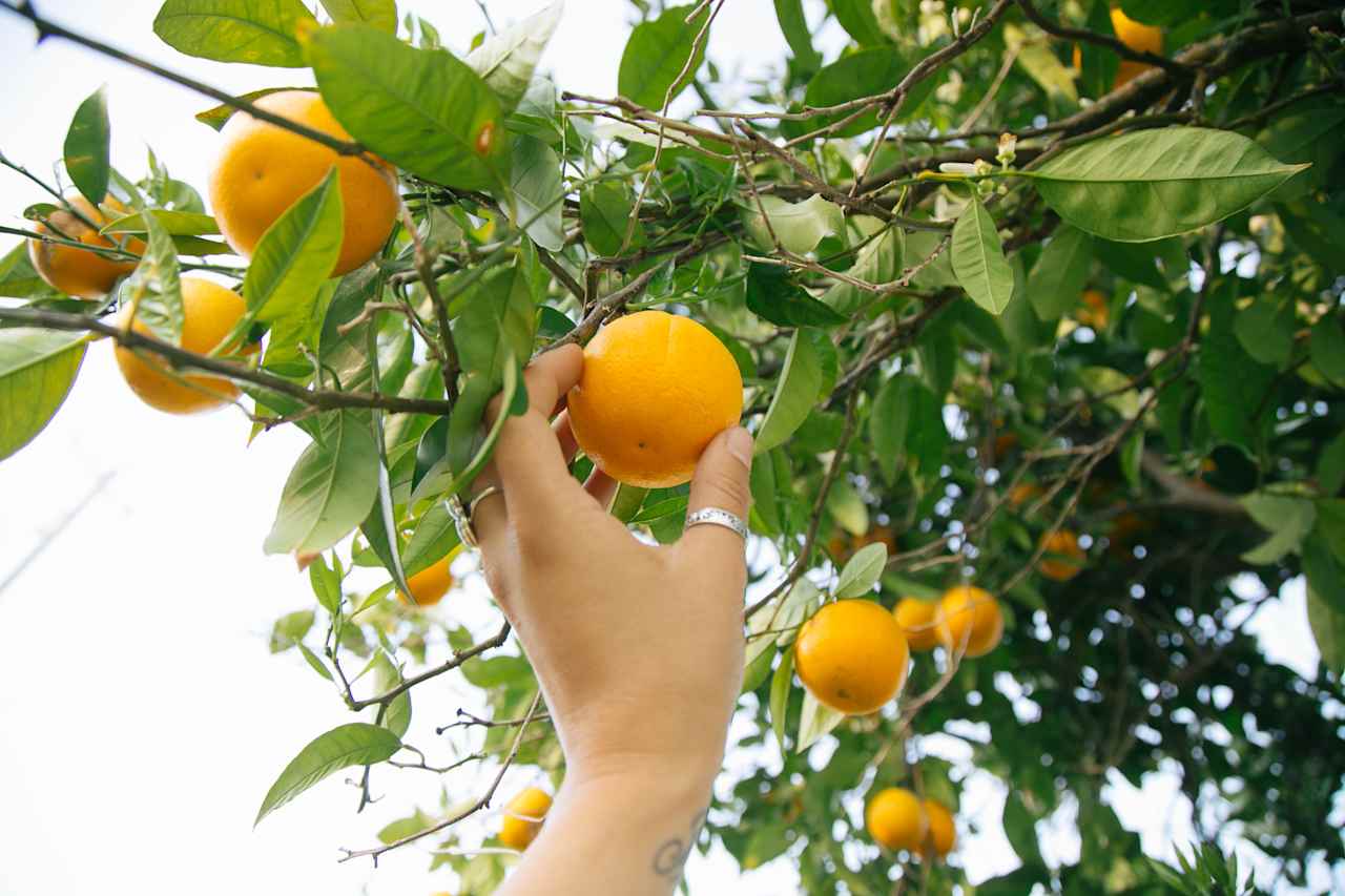 Citrus Trees