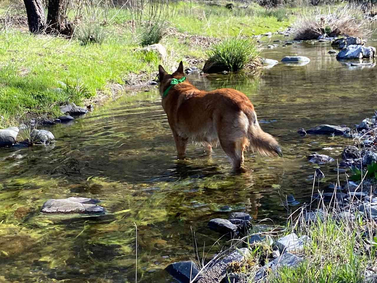 Wonderful Creeks to roam until July