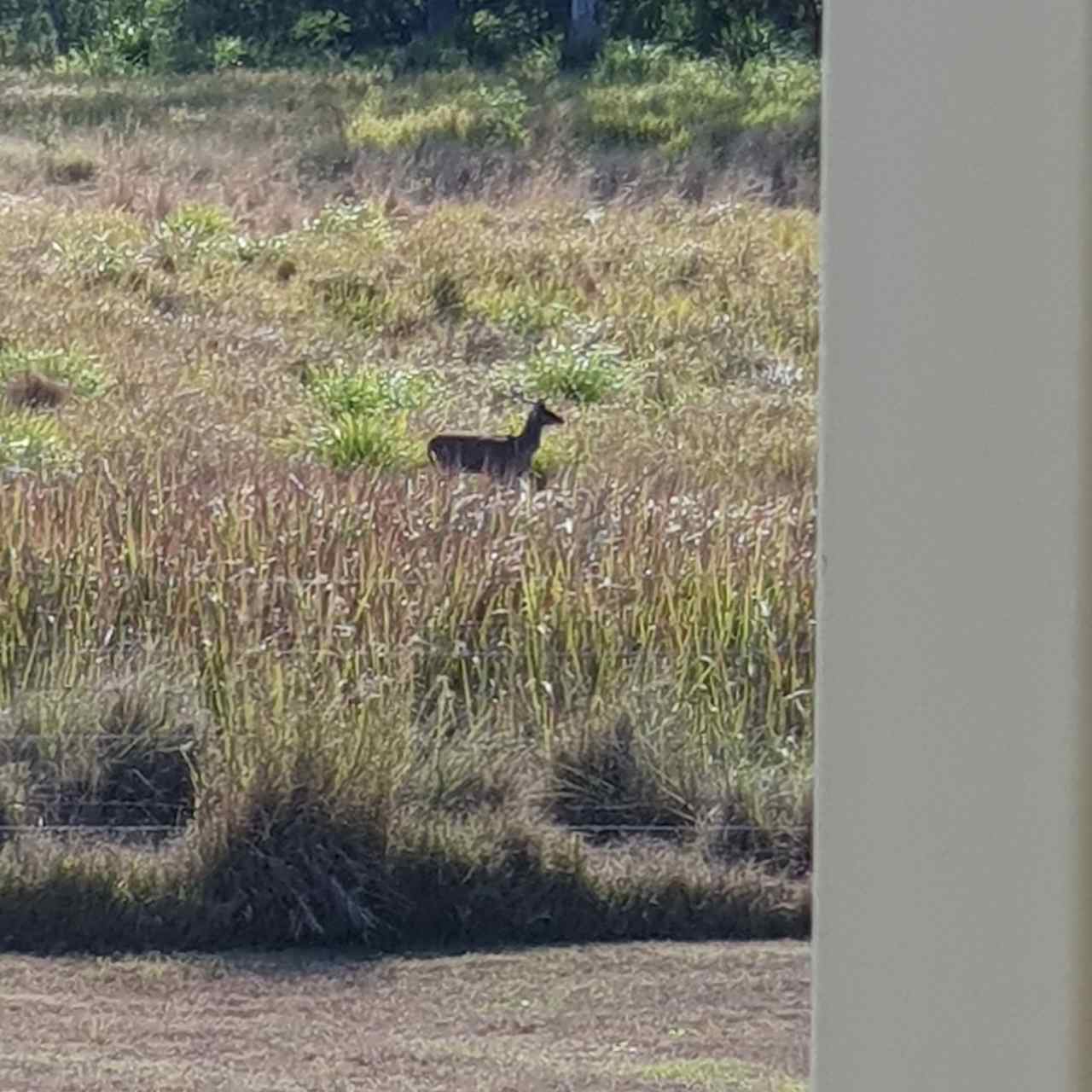 More wildlife 